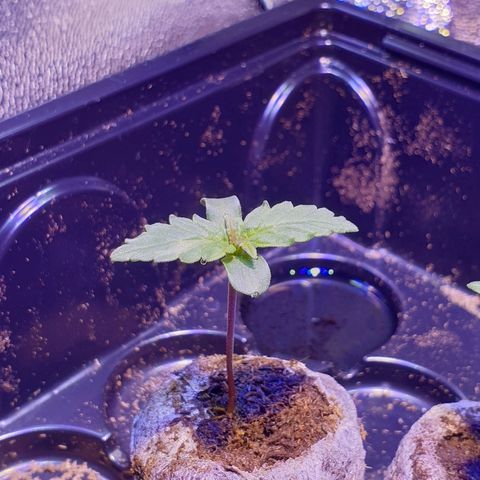 Royal Dwarf 1 growlog timeline photo