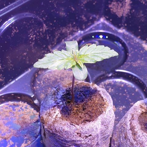 Royal Dwarf 1 growlog timeline photo
