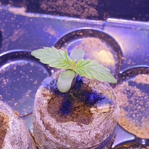 Royal Dwarf 2 growlog timeline photo
