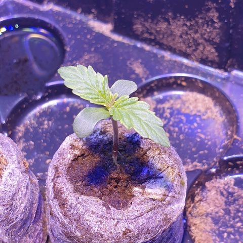 Royal Dwarf 2 growlog timeline photo