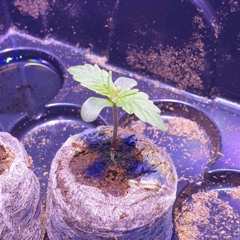 Royal Dwarf 2 growlog timeline photo