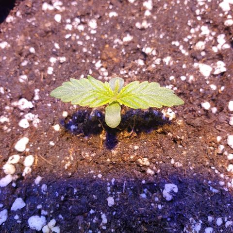 Royal Dwarf 2 growlog timeline photo