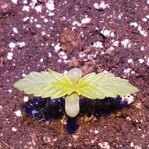 Royal Dwarf 2 growlog timeline photo