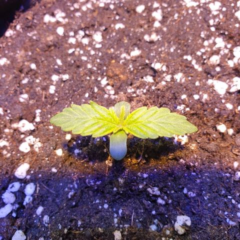 Royal Dwarf 2 growlog timeline photo