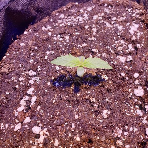 Royal Dwarf 2 growlog timeline photo