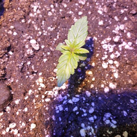 Royal Dwarf 1 growlog timeline photo