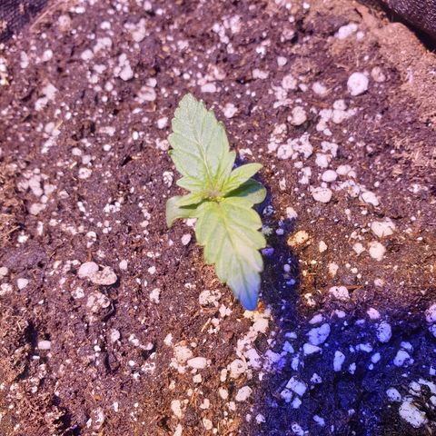 Royal Dwarf 1 growlog timeline photo