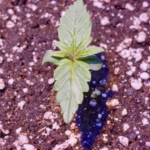 Royal Dwarf 1 growlog timeline photo