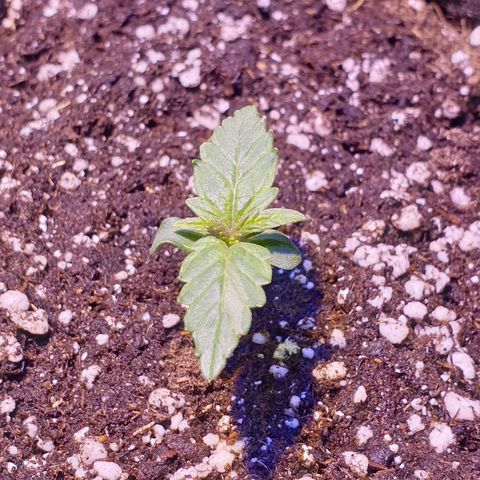Royal Dwarf 1 growlog timeline photo