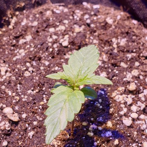 Royal Dwarf 1 growlog timeline photo