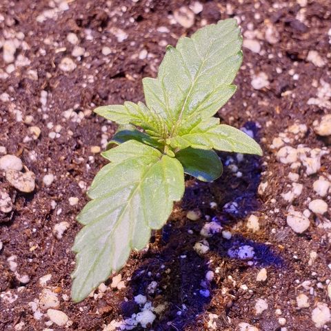 Royal Dwarf 1 growlog timeline photo