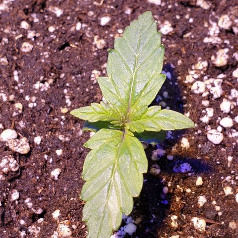 Royal Dwarf 1 growlog timeline photo