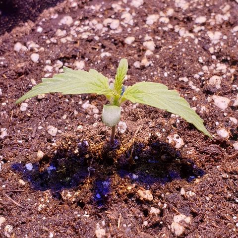 Royal Dwarf 2 growlog timeline photo