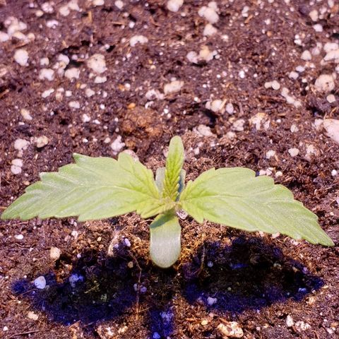 Royal Dwarf 2 growlog timeline photo