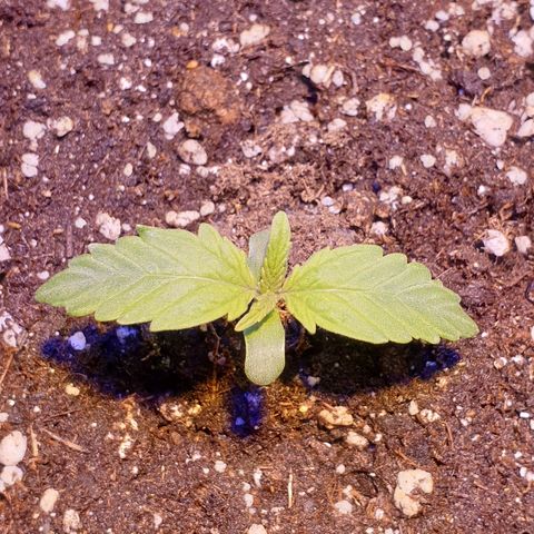 Royal Dwarf 2 growlog timeline photo