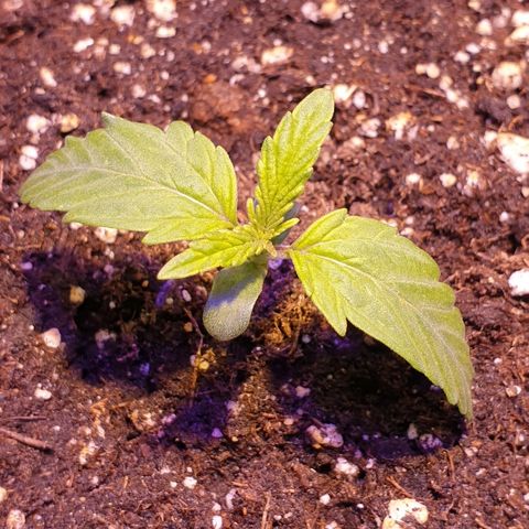 Royal Dwarf 2 growlog timeline photo