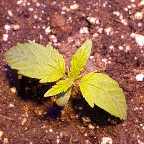 Royal Dwarf 2 growlog timeline photo