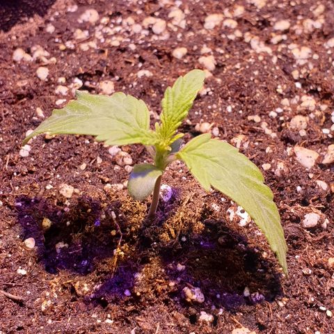 Royal Dwarf 2 growlog timeline photo