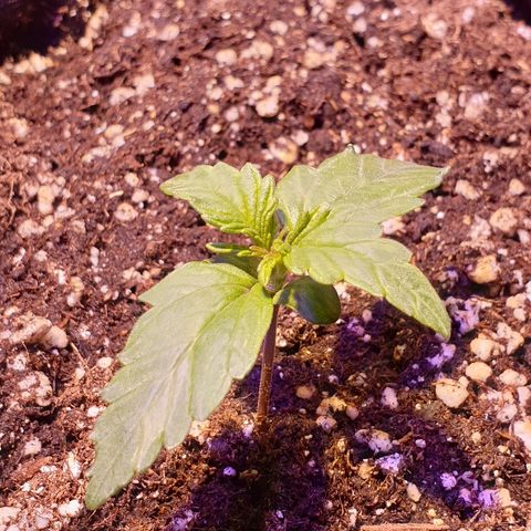 Royal Dwarf 1 growlog timeline photo