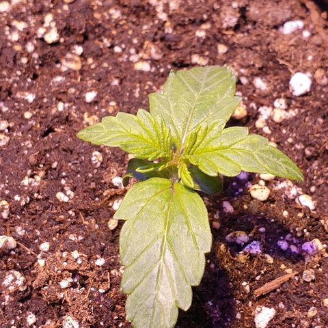 Royal Dwarf 1 growlog timeline photo