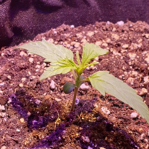 Royal Dwarf 2 growlog timeline photo
