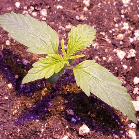 Royal Dwarf 2 growlog timeline photo
