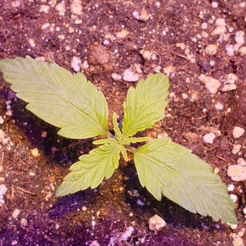 Royal Dwarf 2 growlog timeline photo