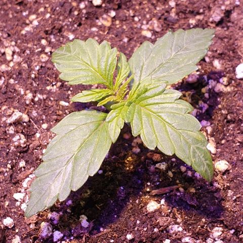 Royal Dwarf 1 growlog timeline photo