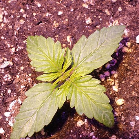 Royal Dwarf 1 growlog timeline photo