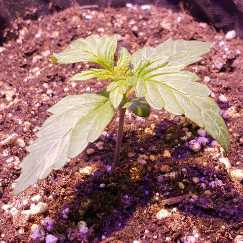 Royal Dwarf 1 growlog timeline photo