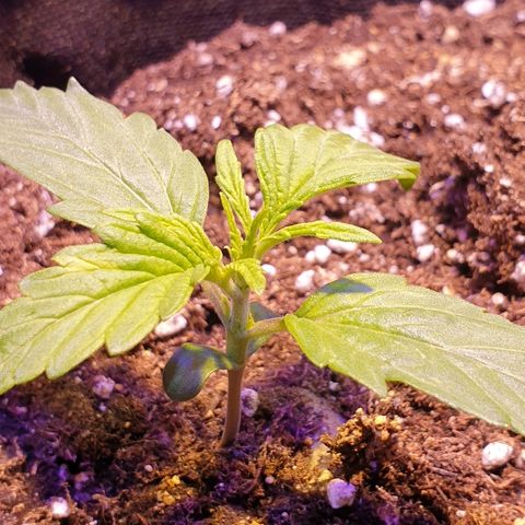 Royal Dwarf 2 growlog timeline photo