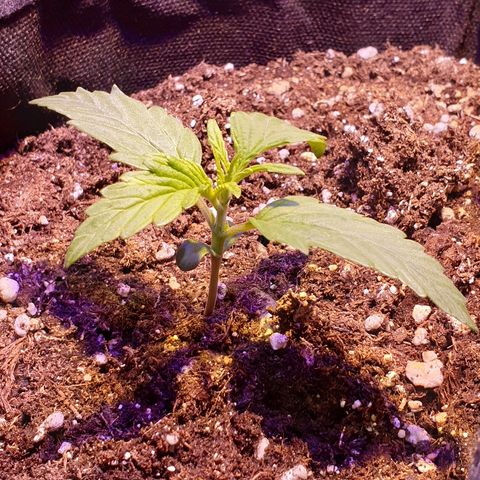 Royal Dwarf 2 growlog timeline photo