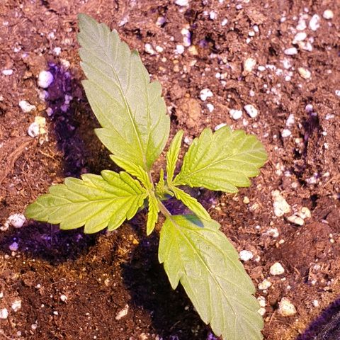 Royal Dwarf 2 growlog timeline photo