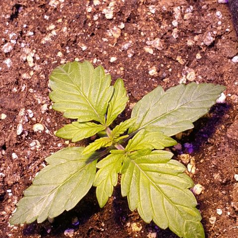 Royal Dwarf 1 growlog timeline photo