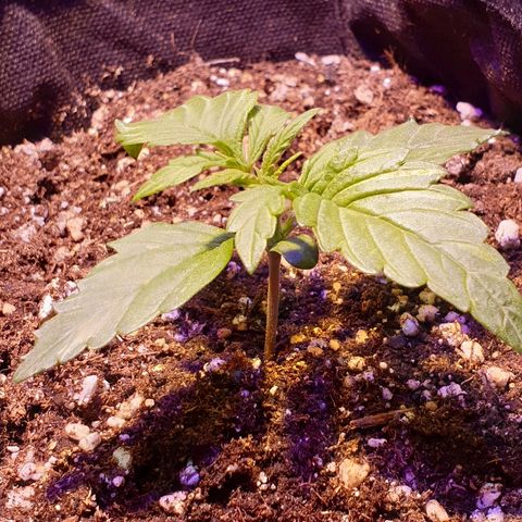 Royal Dwarf 1 growlog timeline photo