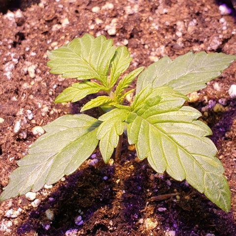 Royal Dwarf 1 growlog timeline photo