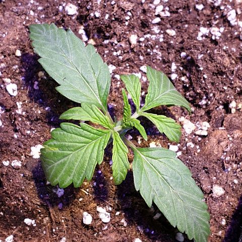 Royal Dwarf 2 growlog timeline photo