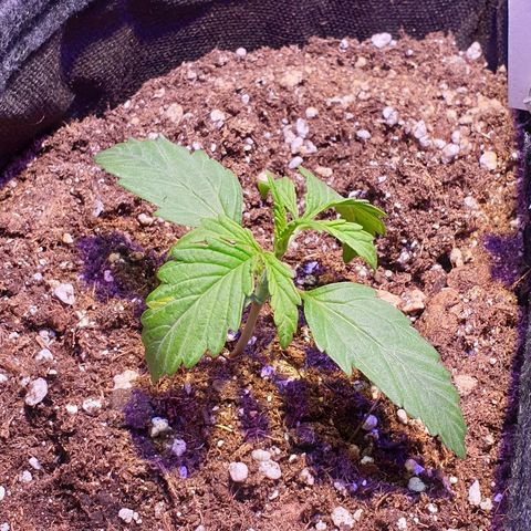 Royal Dwarf 2 growlog timeline photo