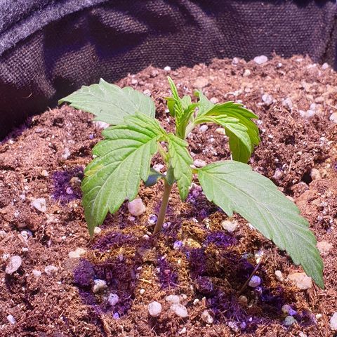 Royal Dwarf 2 growlog timeline photo