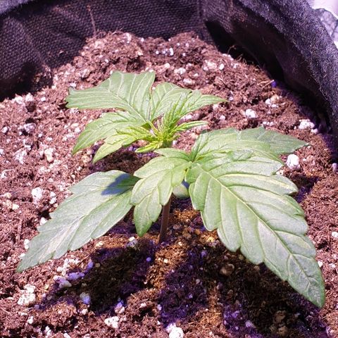Royal Dwarf 1 growlog timeline photo