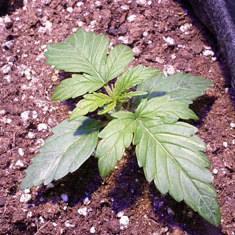 Royal Dwarf 1 growlog timeline photo