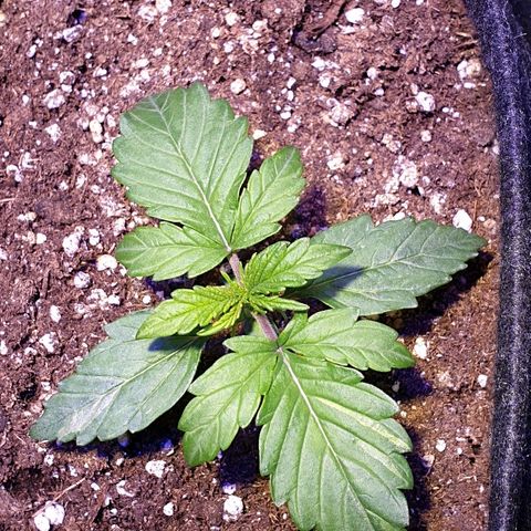 Royal Dwarf 1 growlog timeline photo