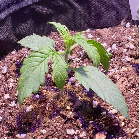 Royal Dwarf 2 growlog timeline photo