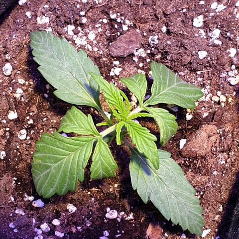 Royal Dwarf 2 growlog timeline photo