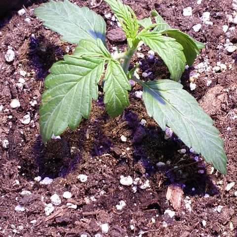 Royal Dwarf 2 growlog timeline photo