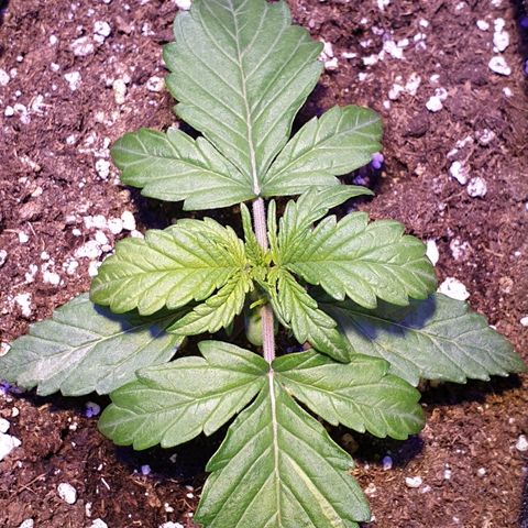 Royal Dwarf 1 growlog timeline photo