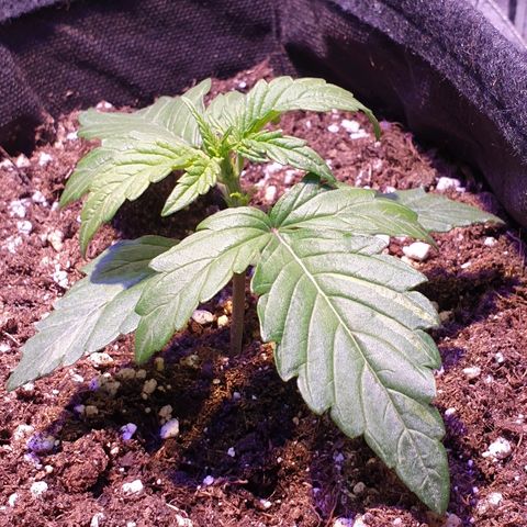Royal Dwarf 1 growlog timeline photo