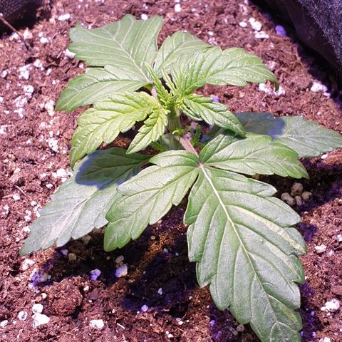 Royal Dwarf 1 growlog timeline photo