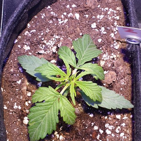 Royal Dwarf 2 growlog timeline photo