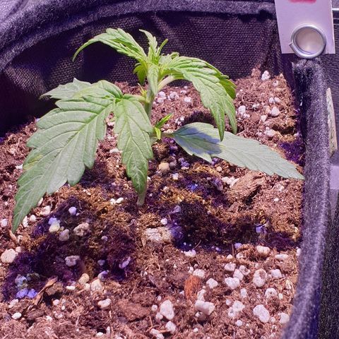 Royal Dwarf 2 growlog timeline photo